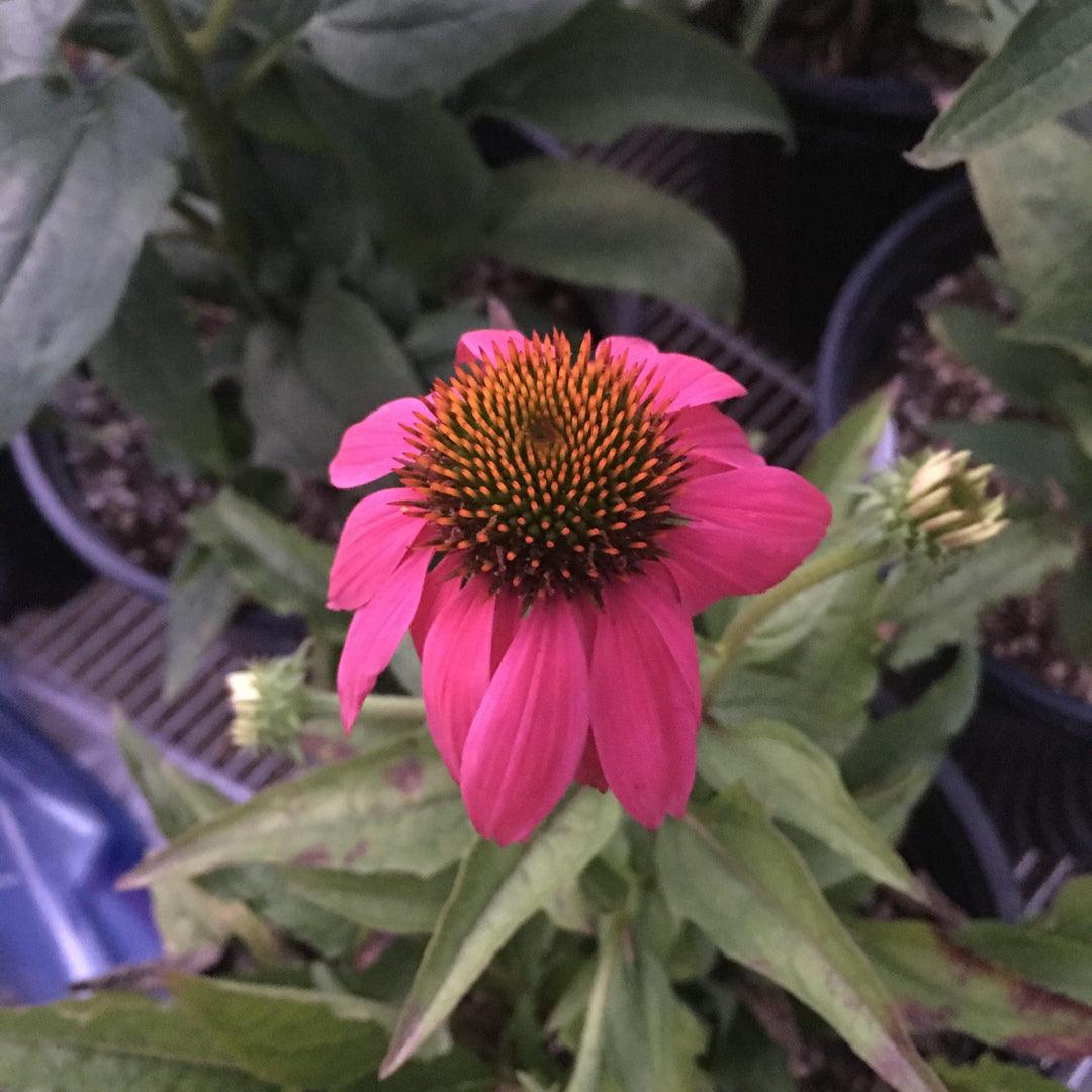 Echinacea purpurea 'PAS702917' ~ PowWow® Wild Berry Echinacea, Coneflower