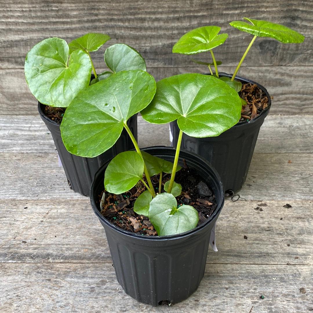 Farfugium Japonicum 'Giganteum' ~ Giant Leopard Plant