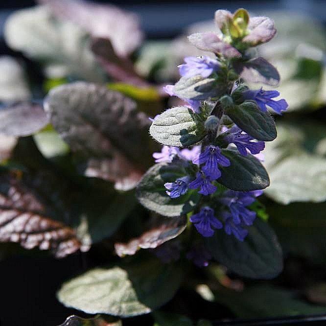 Ajuga reptans 'Bronze Beauty' ~ Bronze Beauty Bugleweed