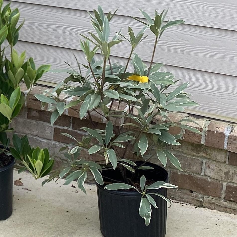 Illicium floridanum 'Grey Ghost' ~ Grey Ghost Anise