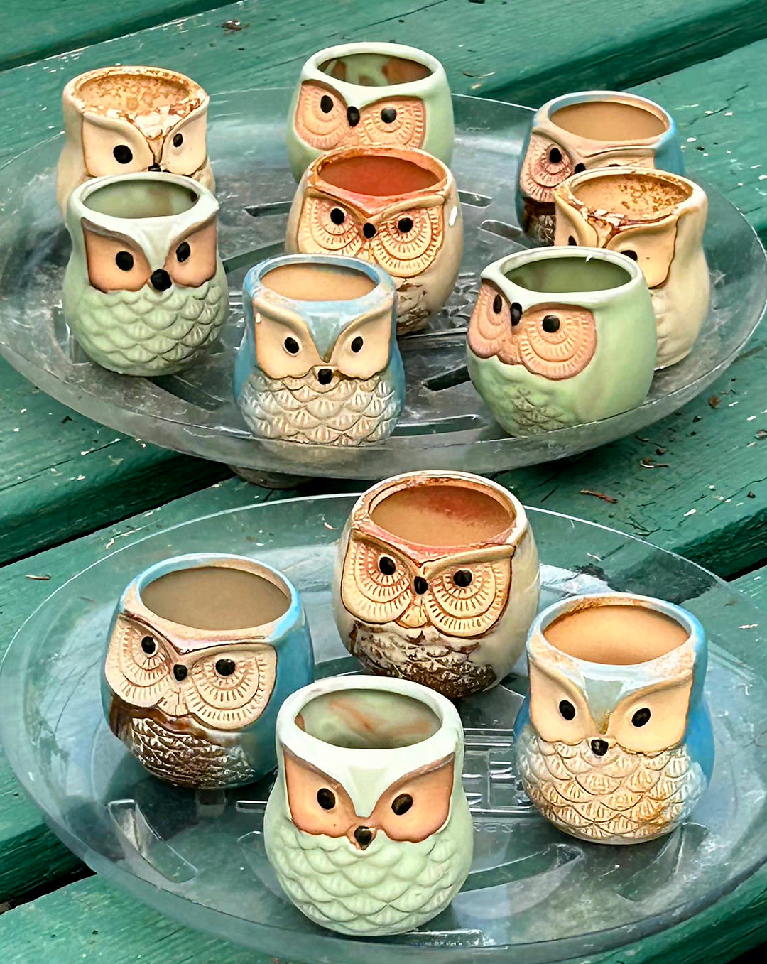 Mini Ceramic Owl Planter with Succulent