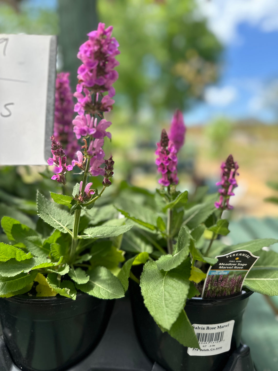 Salvia 'Marvel Rose'