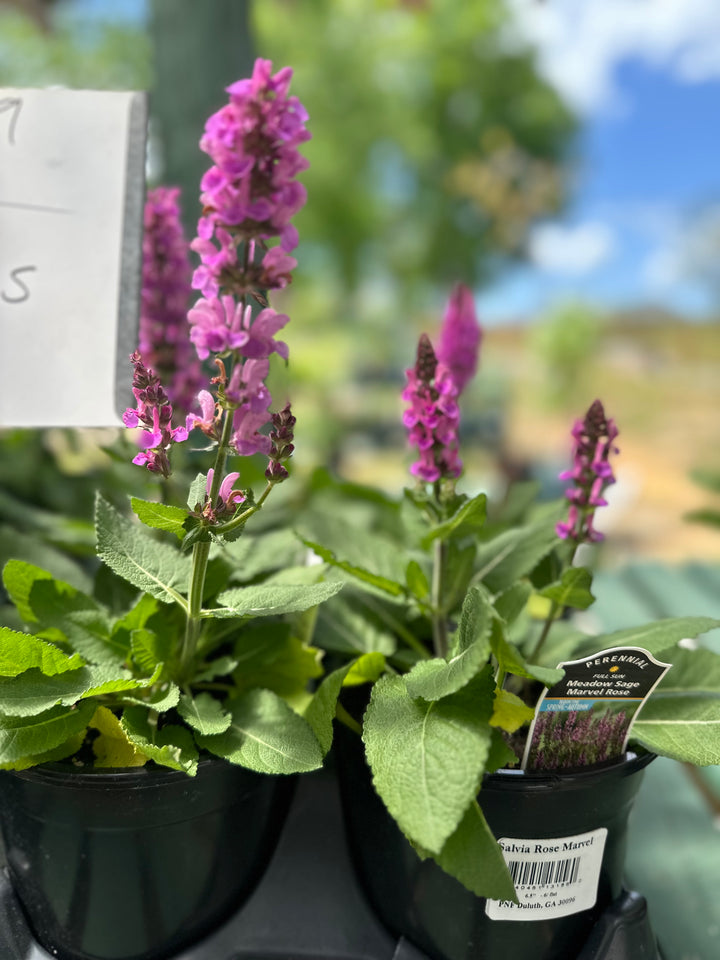 Salvia 'Marvel Rose'