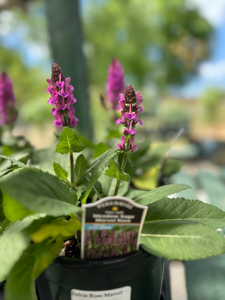 Salvia 'Marvel Rose'