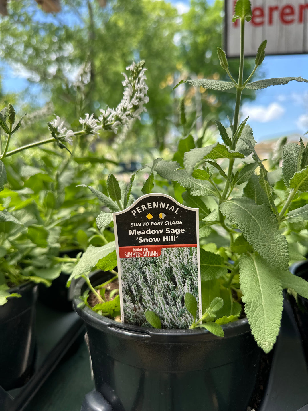 Salvia 'Snow Hill'