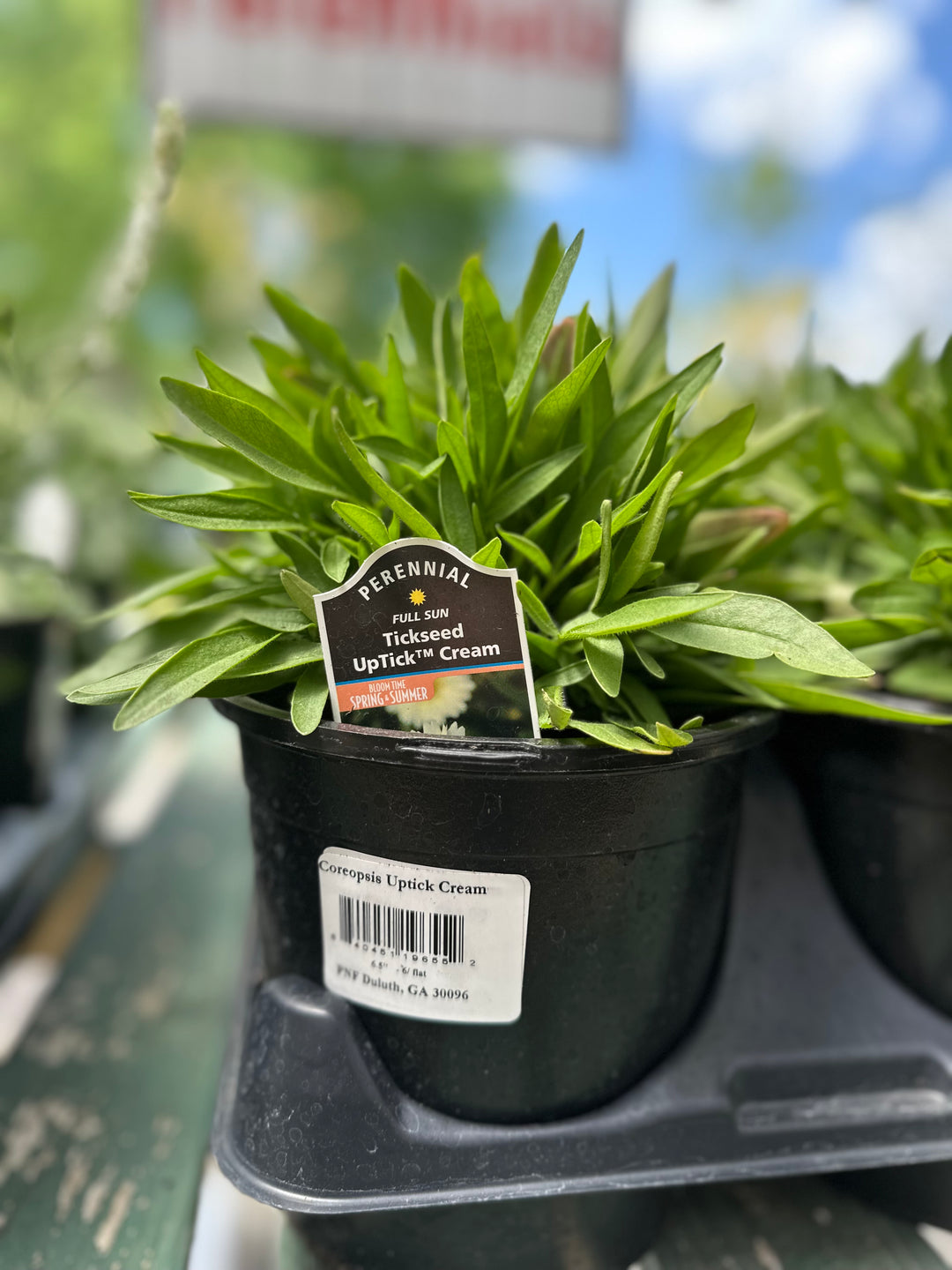 Coreopsis 'Uptick Cream'