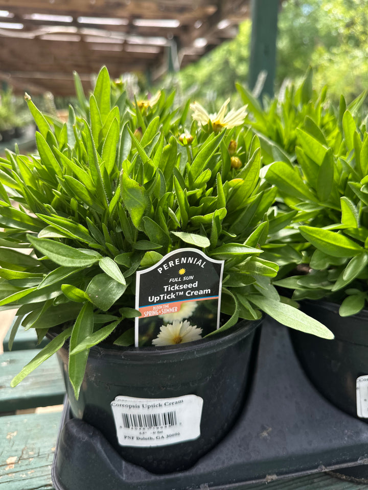 Coreopsis 'Uptick Cream'