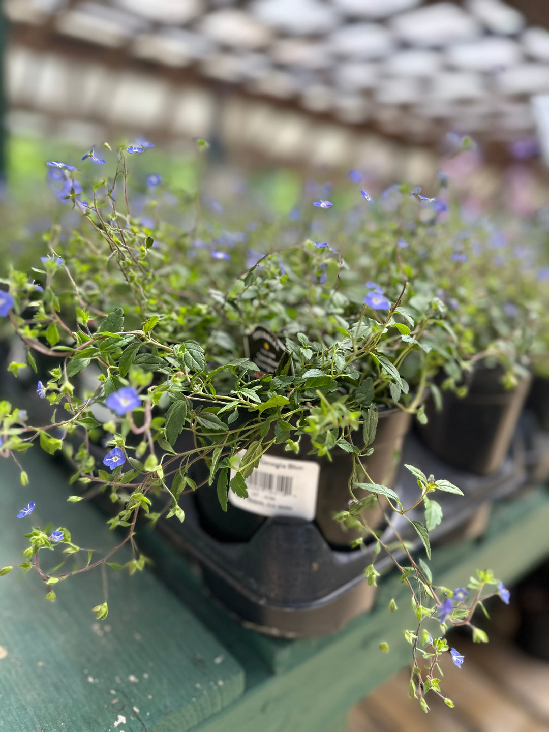 Veronica 'Georgia Blue'