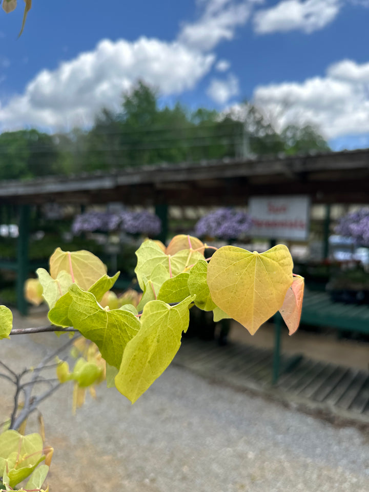 Cercis canadensis 'JN2' PP1,451 ~ Rising Sun™ Eastern Redbud