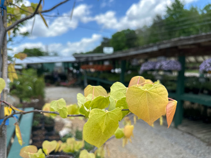 Cercis canadensis 'JN2' PP1,451 ~ Rising Sun™ Eastern Redbud