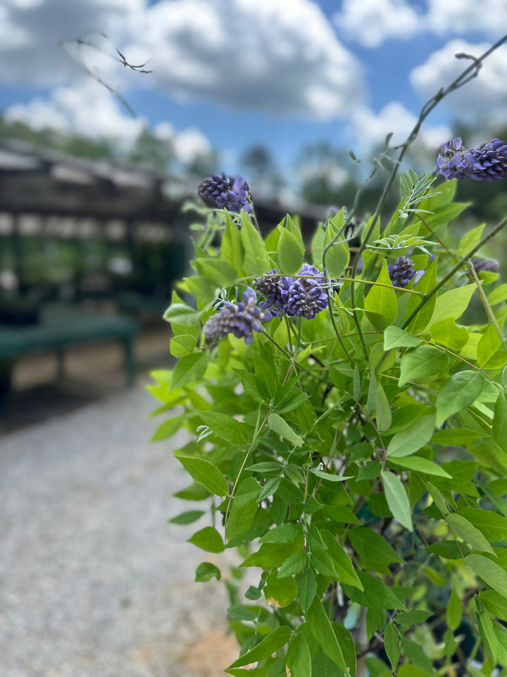 Wisteria 'Amethyst Falls'