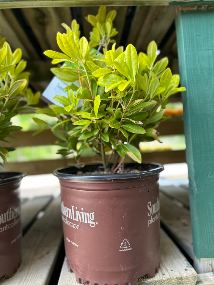 Illicium Florida Sunshine - Shrub