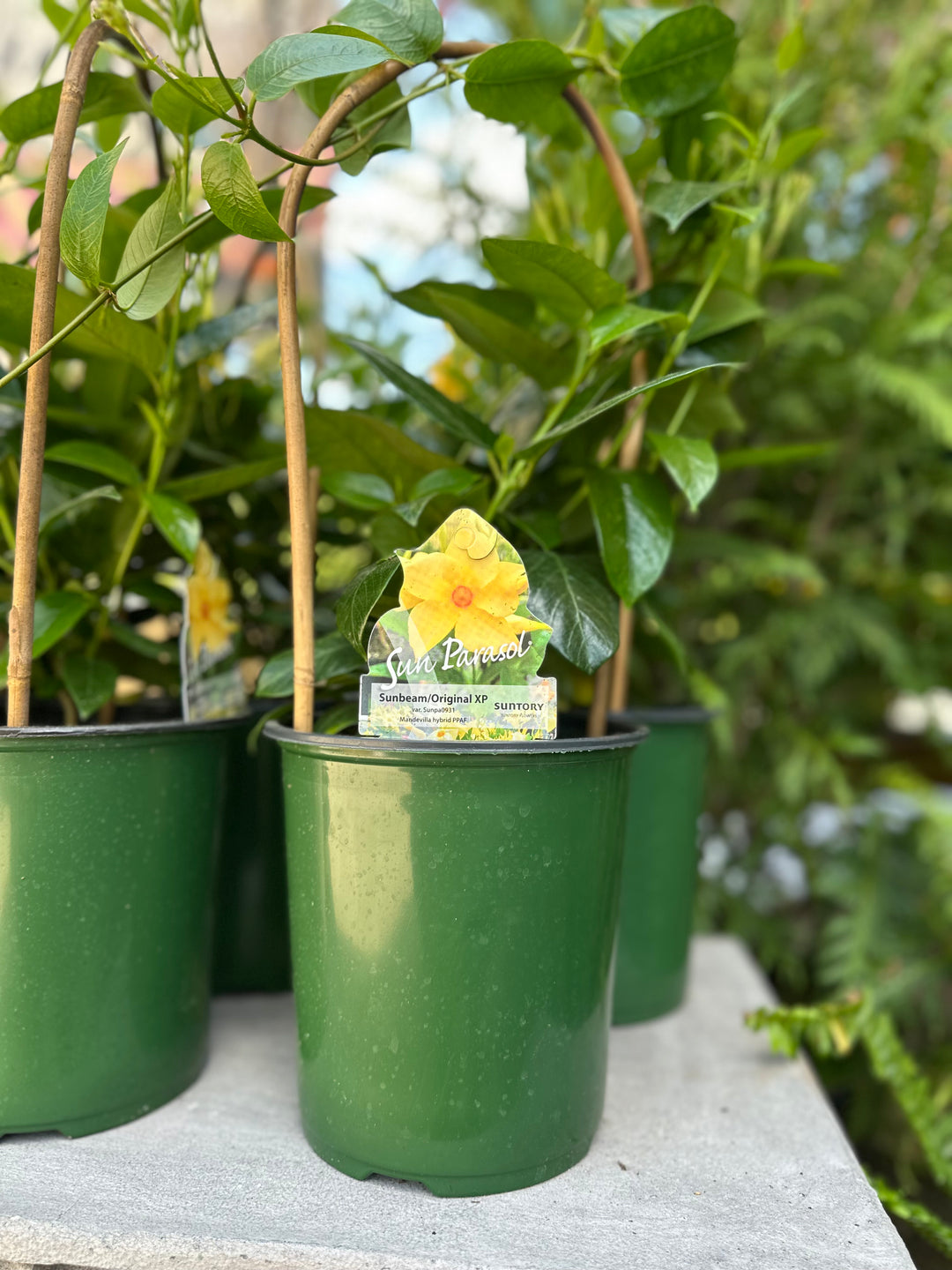 Mandevilla 'Sun Parasol/Sunbeam Yellow'