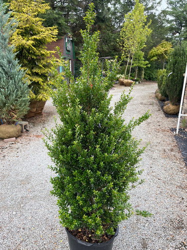 Ilex Steeds