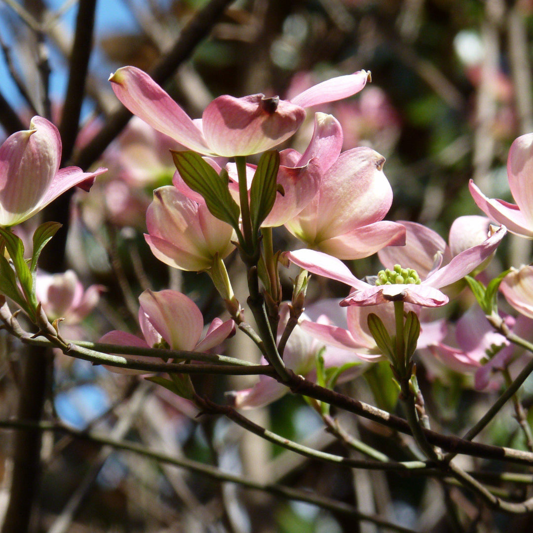 Cornus kousa x 'Rutgan' ~ Stellar Pink Dogwood