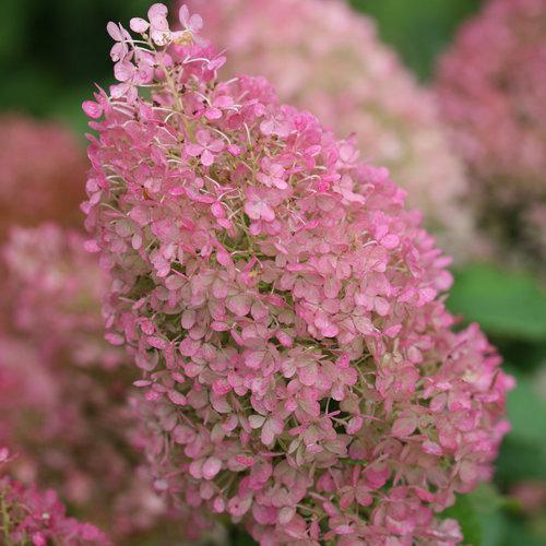 Hydrangea paniculata 'Ilvobo' PP22782 ~ Proven Winners® Color Choice® Bobo® Hydrangea