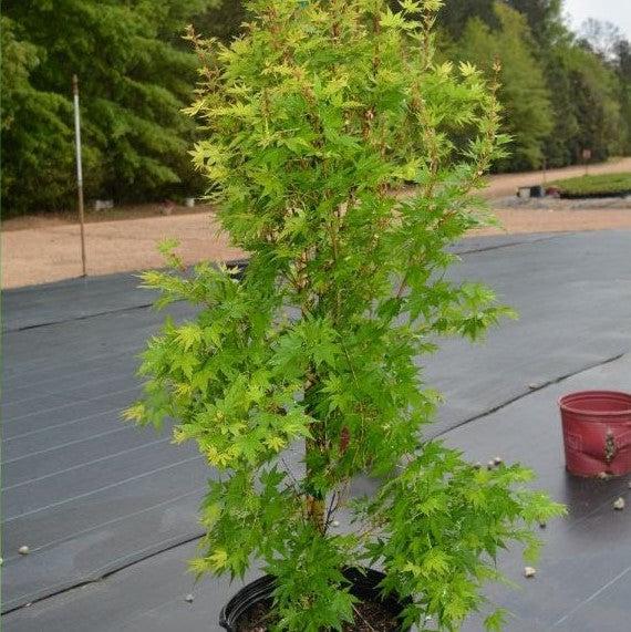 Acer palmatum 'Sango-kaku' ~ Coral Bark Japanese Maple