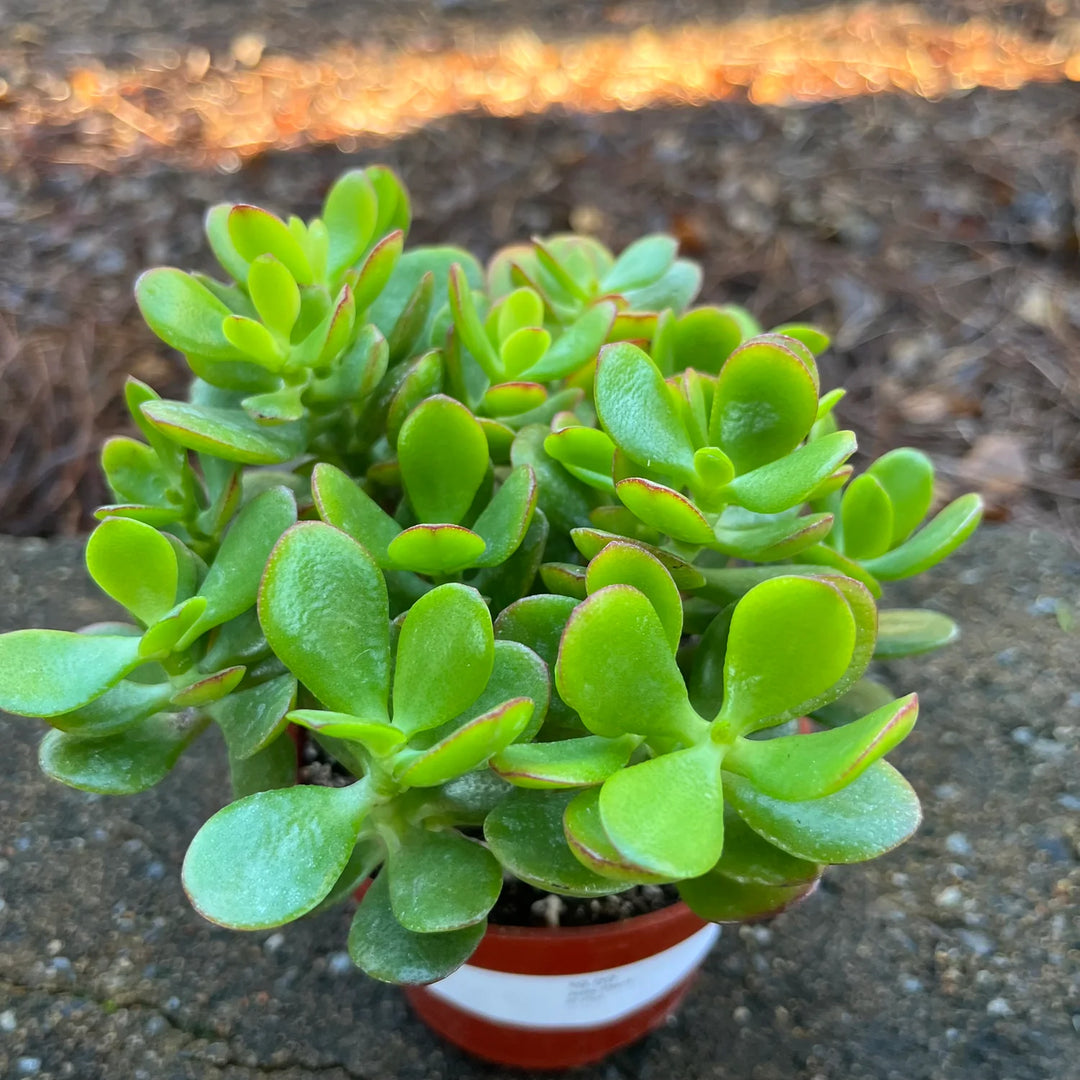 Jade Plant - 4 inch