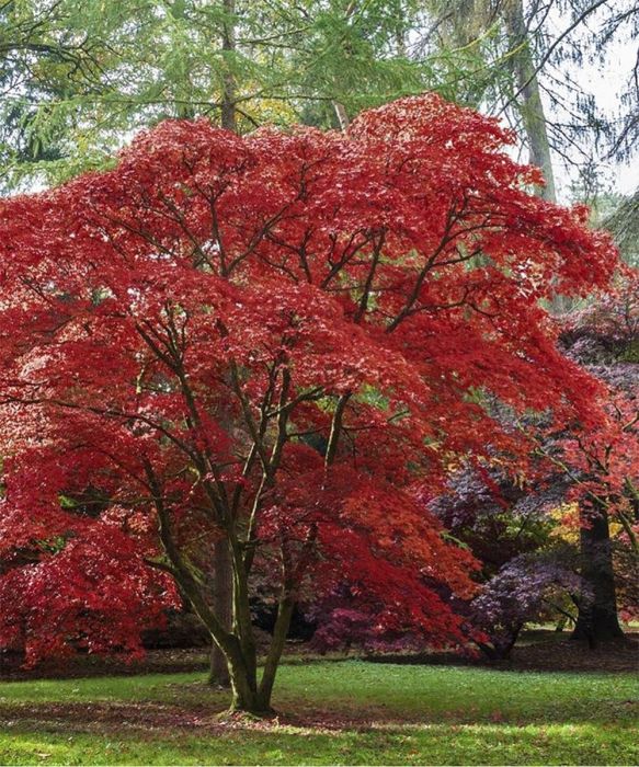 Japanese Maple - Emperor I - 5G