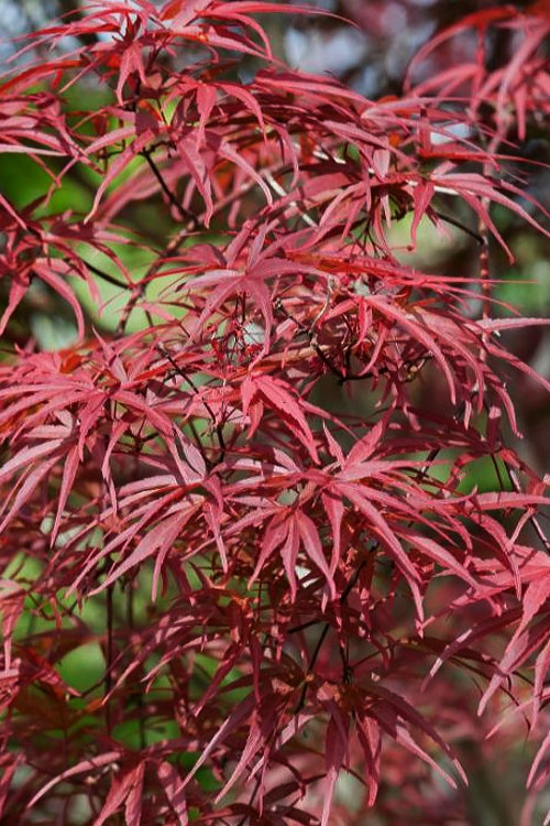 Japanese Maple - Red - 3G