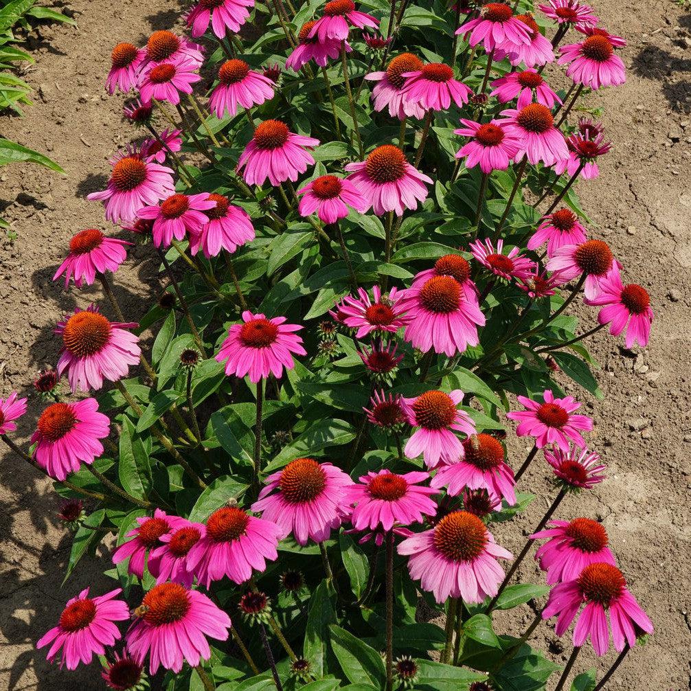 Echinacea x 'Balsomrosa' PP33011 ~ Sombrero® Rosada Coneflower