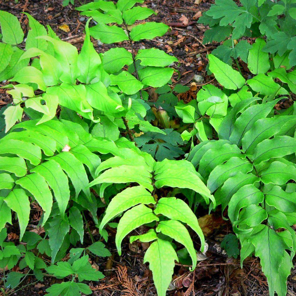 Cyrtomium falcatum ~ Japanese Holly Fern