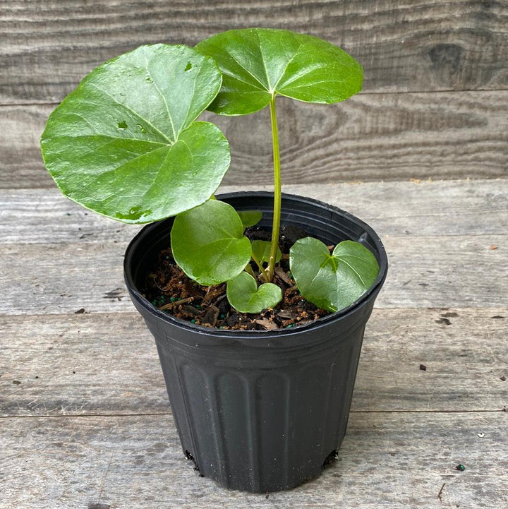 Farfugium Japonicum 'Giganteum' ~ Giant Leopard Plant