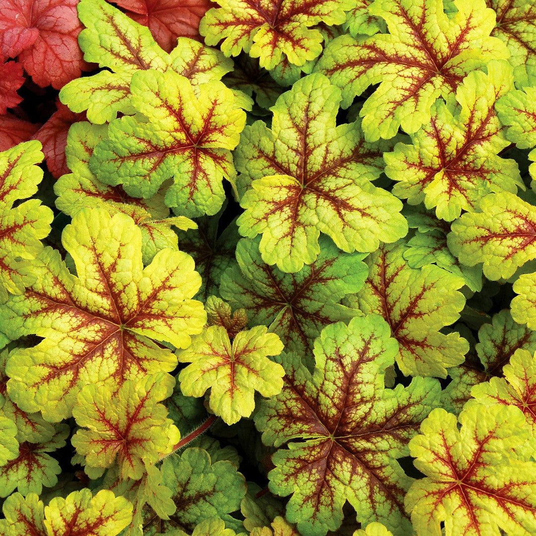 X Heucherella 'Alabama Sunrise' ~ Alabama Sunrise Foamy Bells