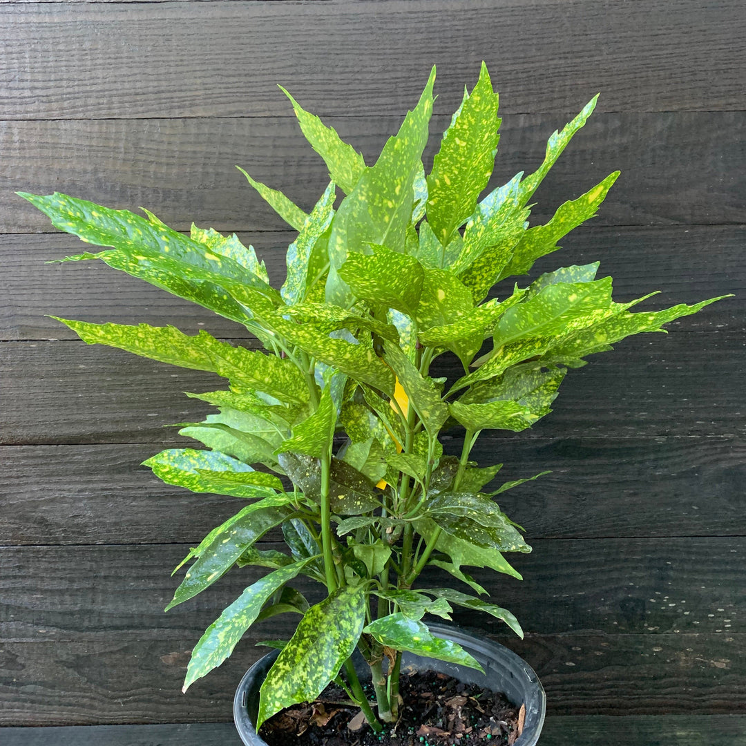 Aucuba japonica 'Variegata' ~ Gold Dust Aucuba, Gold Dust Laurel