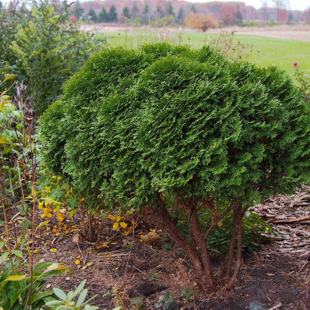 Thuja occidentalis 'Little Giant' ~ Little Giant Arborvitae