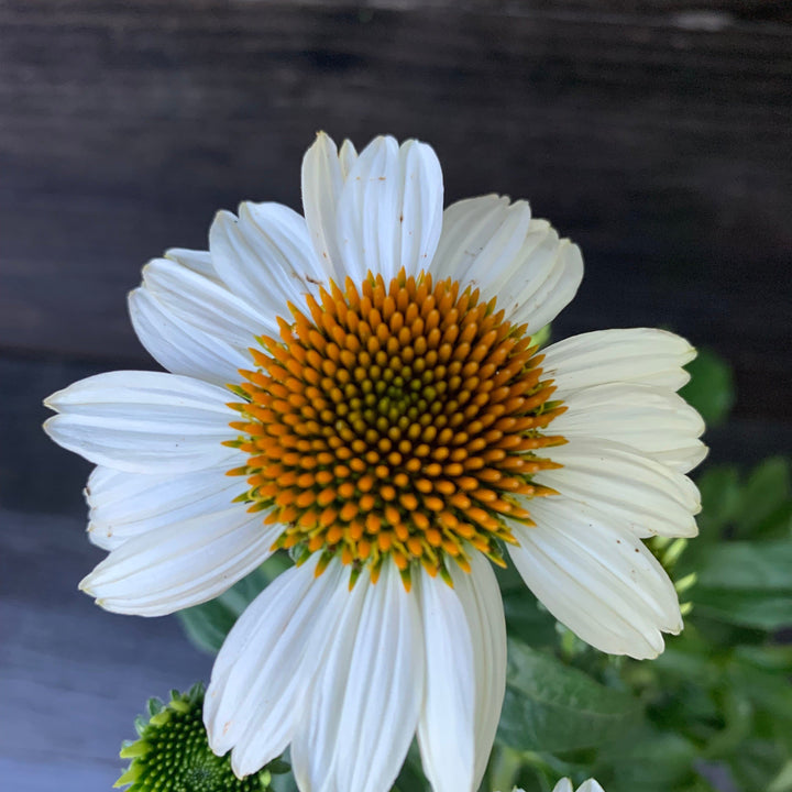 Echinacea purpurea 'PowWow White' ~ PowWow® White Echinacea, Coneflower