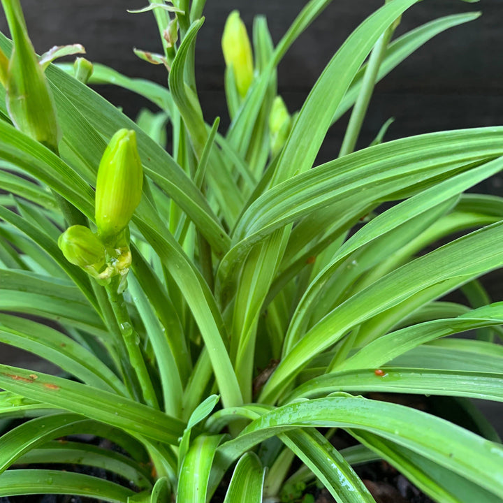 Hemerocallis fulva 'DHEMORANGE' ~ Monrovia® Endlesslily® Orange Daylily