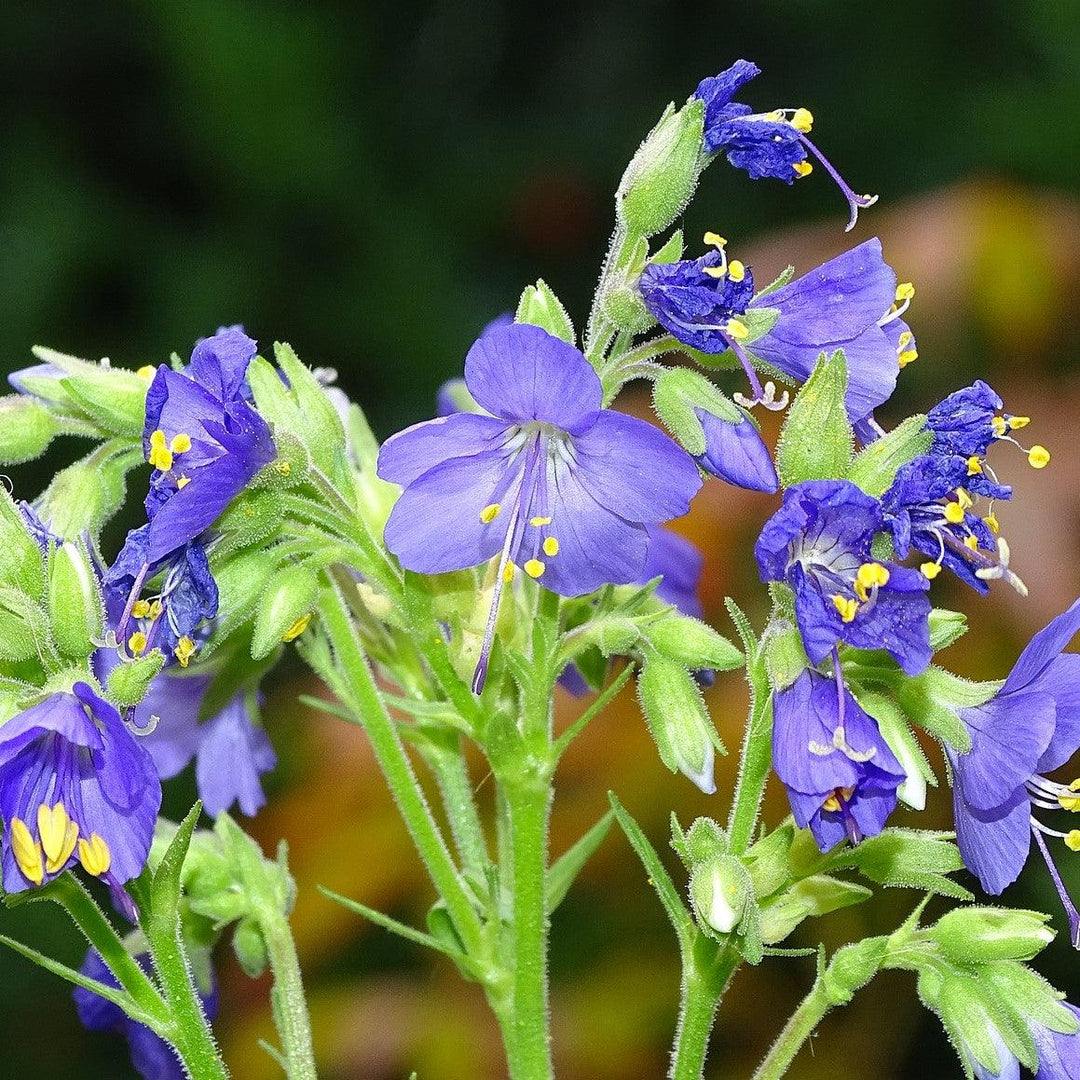 Polemonium 'Brise d'Anjou' ~ Monrovia® Variegated Jacob's Ladder