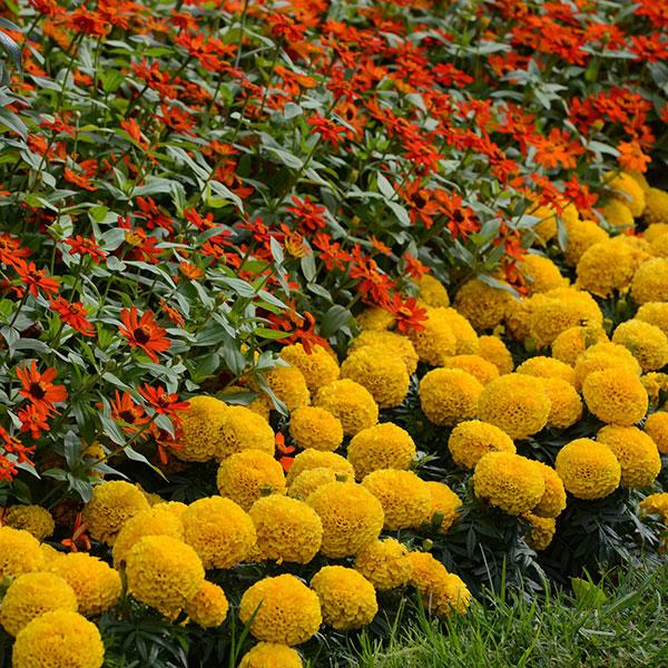Tagetes erecta 'PAS1060547' ~ Taishan® Gold African Marigold