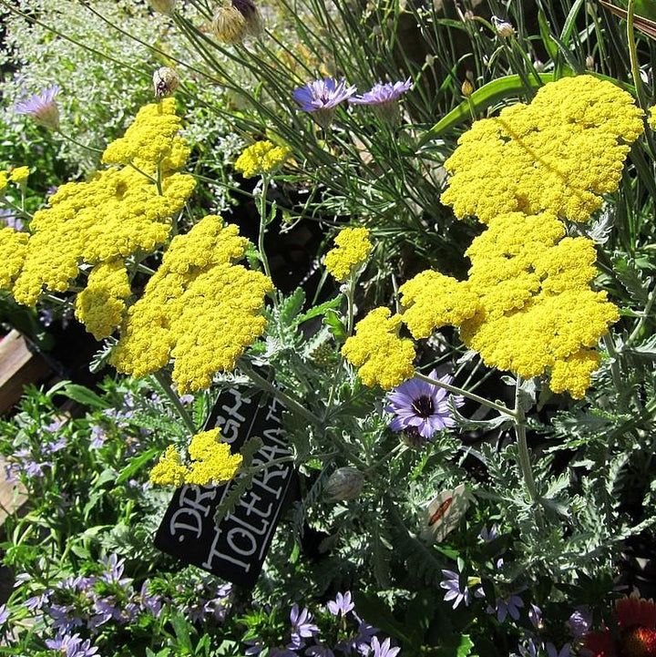 Achillea x 'Moonshine' ~ Moonshine Yarrow