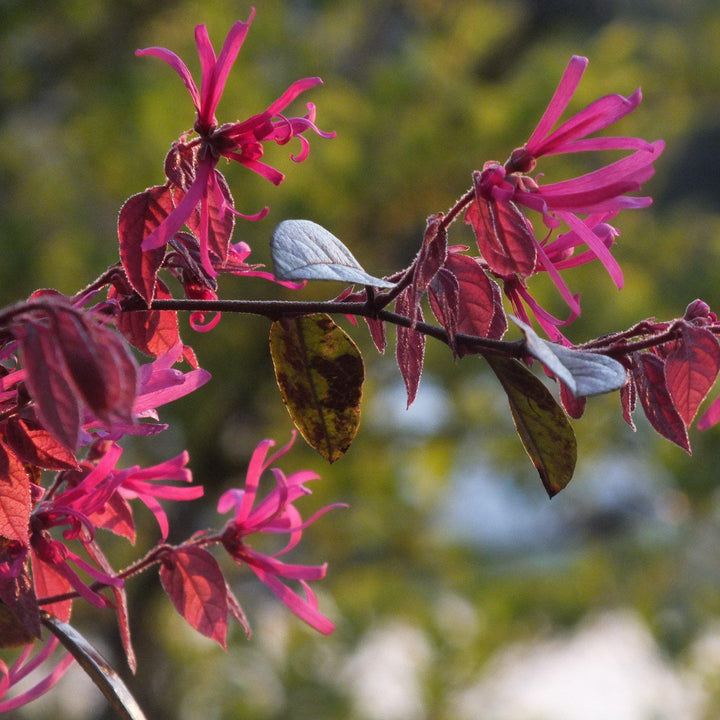 Loropetalum chinense 'Shang-hi' PP18,331 ~ Purple Diamond® Fringe Flower