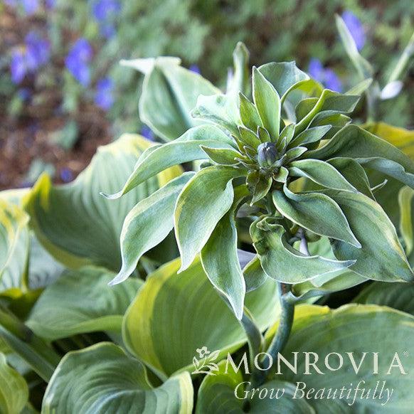 Hosta 'Earth Angel' ~ Monrovia® Earth Angel Hosta