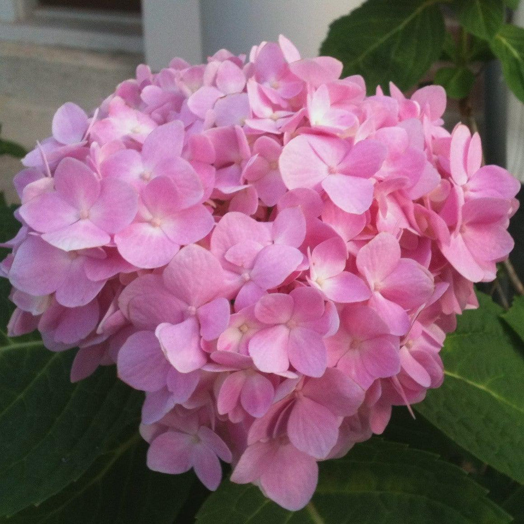 Hydrangea macrophylla 'Bailmer’ ~ Endless Summer® The Original Hydrangea