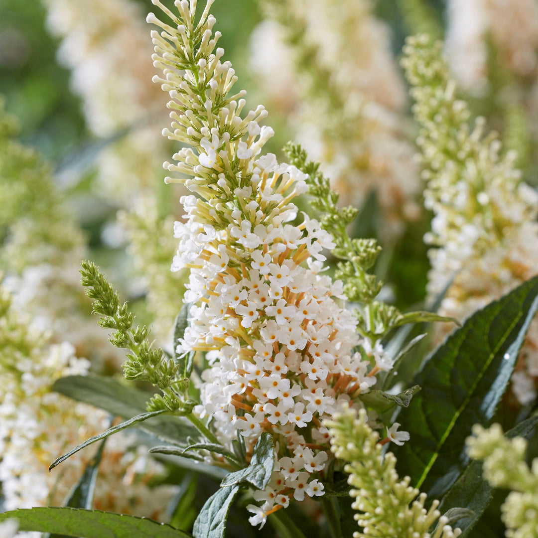 Buddleia davidii ‘BotEx 003’ PP34,525 ~ Butterfly Candy™ Lil' Coconut™ Butterfly Bush