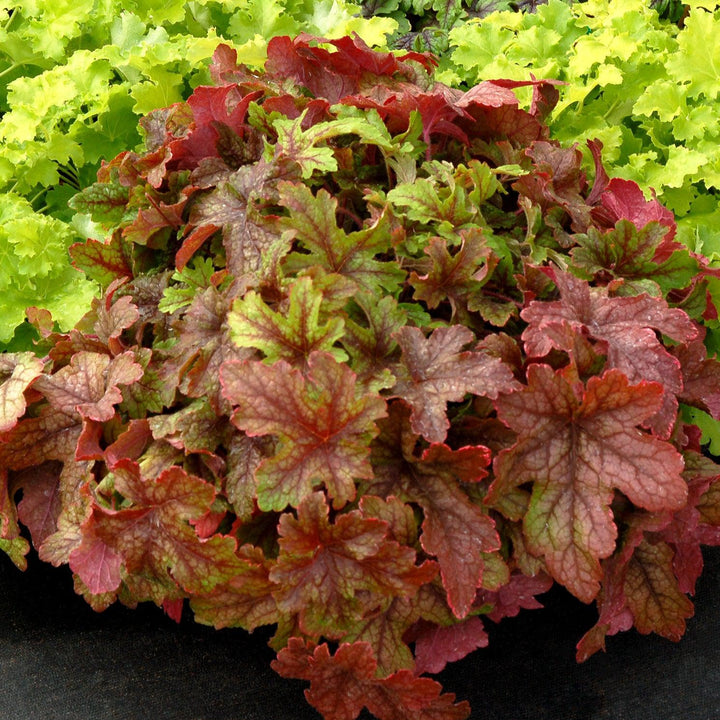 X Heucherella 'Alabama Sunrise' ~ Alabama Sunrise Foamy Bells