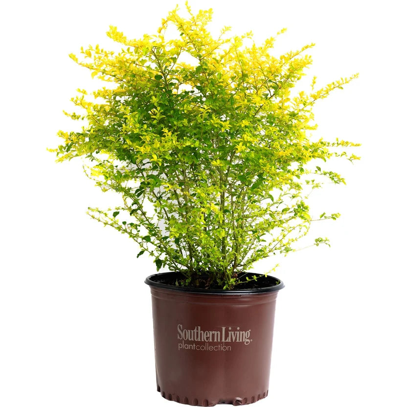 Ligustrum - Sunshine