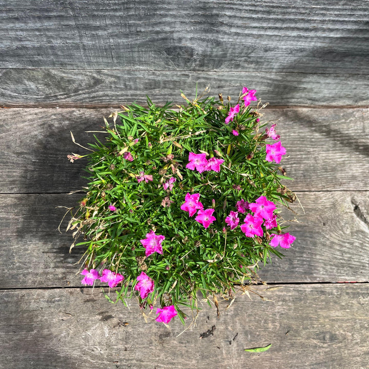 Dianthus gratianopolitanus 'Firewitch' ~ Firewitch Dianthus, Cheddar Pink