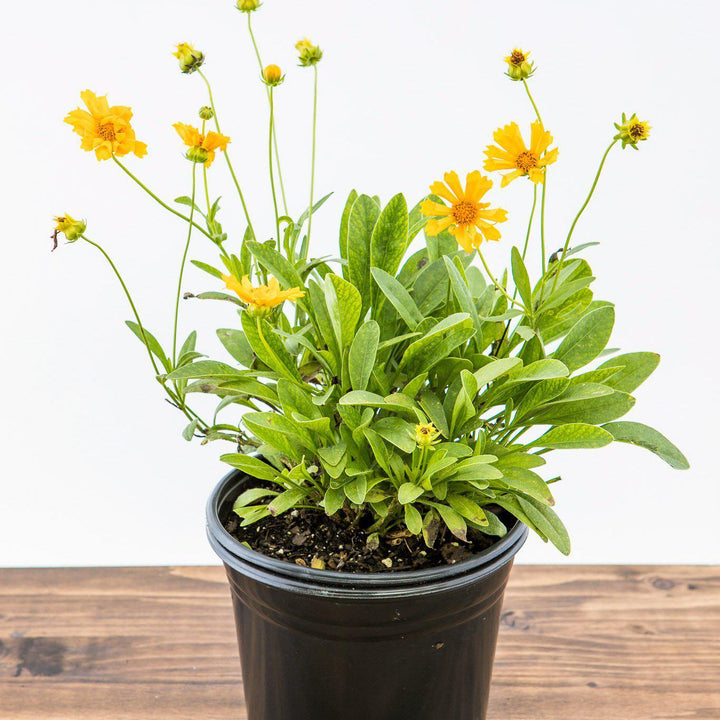 Coreopsis x 'Jethro Tull' ~ Jethro Tull Fluted Coreopsis