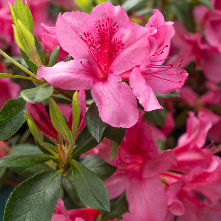 Azalea x 'Pride of Mobile' ~ Pride of Mobile Azalea