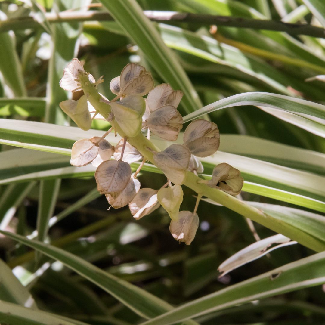 Chlorophytum comosum ~ Spider Plant