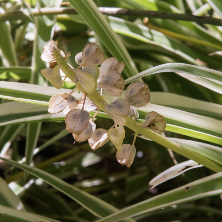 Chlorophytum comosum ~ Spider Plant