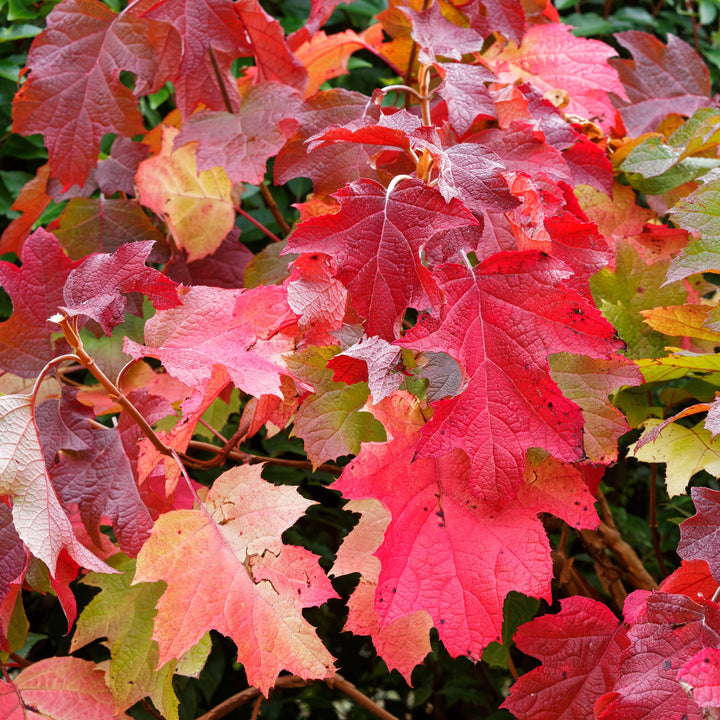 Hydrangea quercifolia 'Bocotoso' ~ Toy Soldier™ Oakleaf Hydrangea