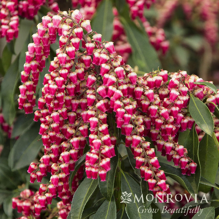 Pieris japonica 'Cabernet' PP #29,130 ~ Monrovia® Enchanted Forest® Gay Goblin™ Pieris