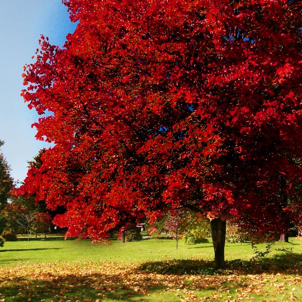 Maple - Bradywine