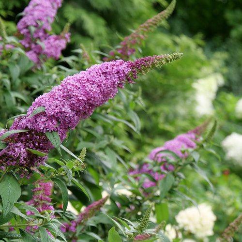 Buddleia davidii SMNBDB' ~ Pugster Pinker® Dwarf Butterfly Bush